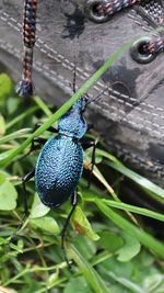 High angle view of insect on plant