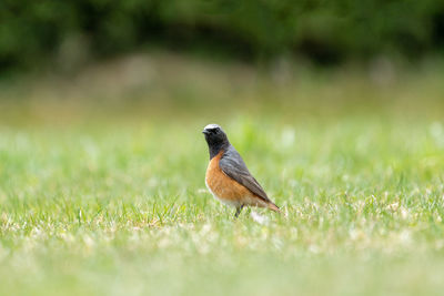 Close-up of a bird on grass