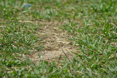 High angle view of snake on field