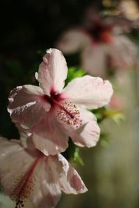 Close-up of pink cherry blossom