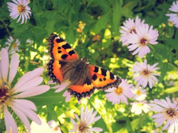 Close-up of butterfly pollinating on flower