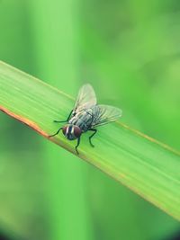 Close-up of insect on leaf