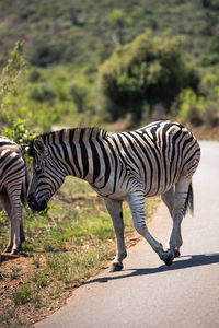 Zebras walking on zebra crossing