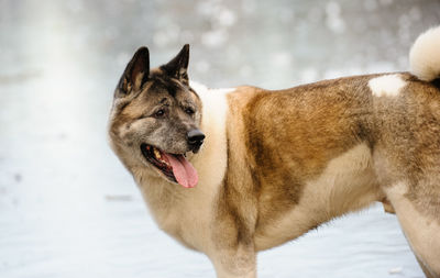 Side view of japanese akita sticking out tongue against lake