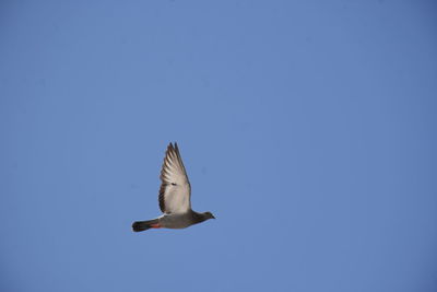 Low angle view of seagull flying