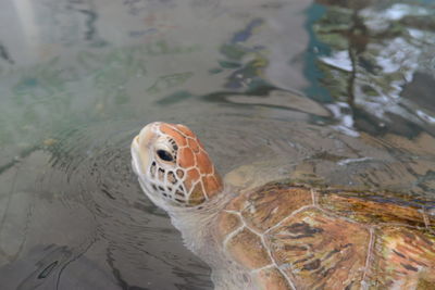 High angle view of turtle in sea