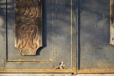 Curious small white dog staring through the hole in an old rusted gate or a door