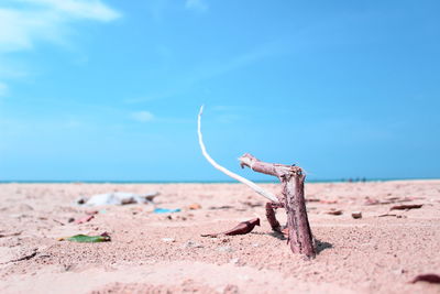 Driftwood on beach against blue sky