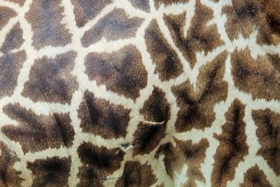 Full frame shot of cat