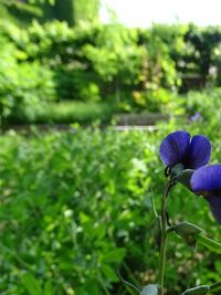 Close-up of purple flowers blooming in field