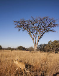 Bare tree on field against clear sky