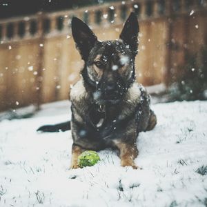 Portrait of dog on snow field