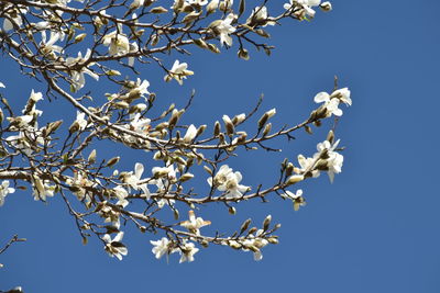 Low angle view of cherry blossoms against blue sky