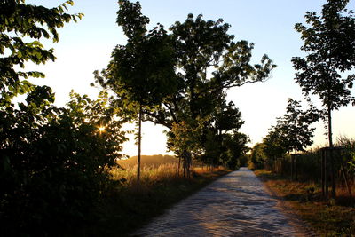 Empty road along trees