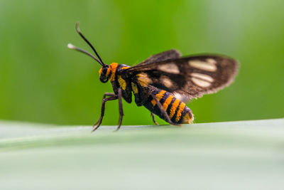 Close-up of butterfly