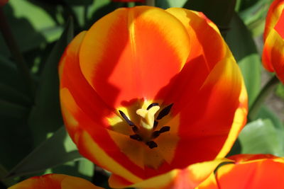 Close-up of red tulip