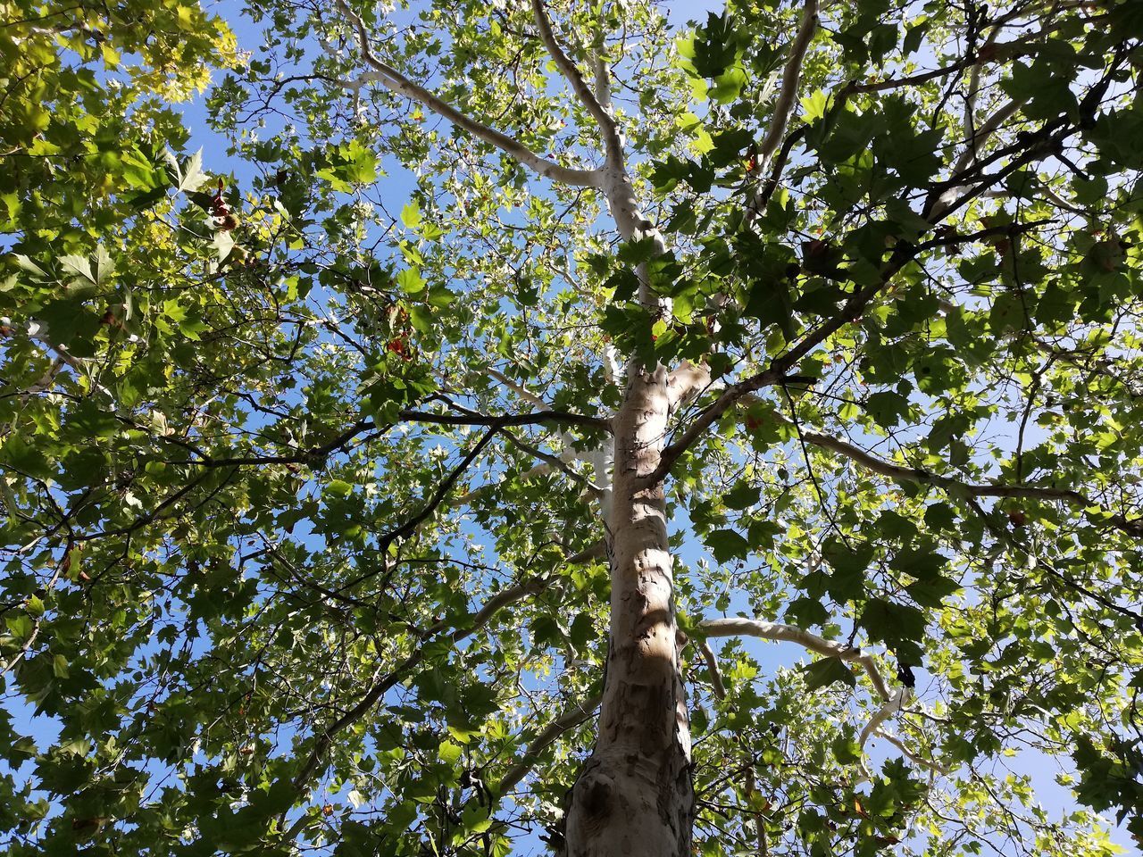 LOW ANGLE VIEW OF TREE