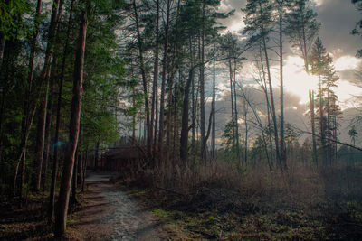 Scenic view of forest