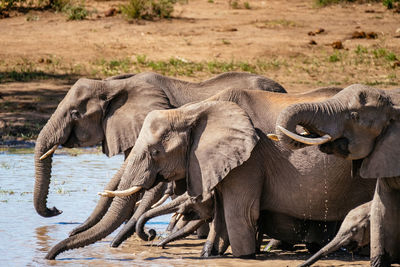 Elephant with infants drinking water in lake