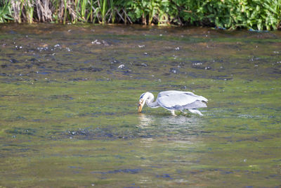 View of bird in lake