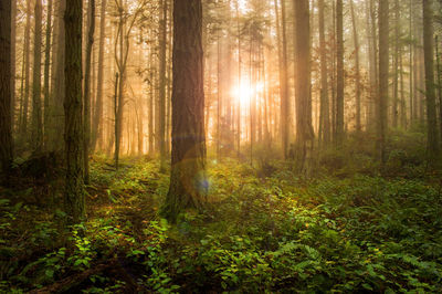 Pine trees in forest