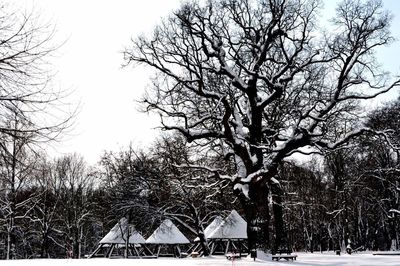 Low angle view of trees against clear sky during winter