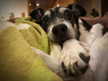 Close-up portrait of dog resting at home