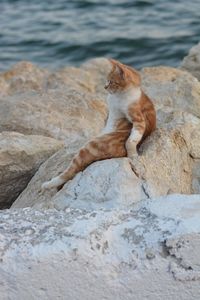 Cat sitting on rock by sea