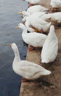 High angle view of swans in lake