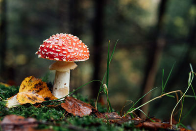 Close-up of fly agaric mushroom on field