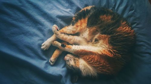 High angle view of cat sleeping on bed