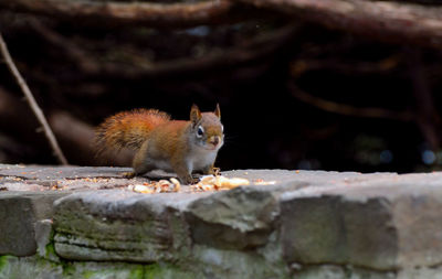 Close-up of squirrel on wall