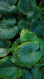 Full frame shot of green leaves