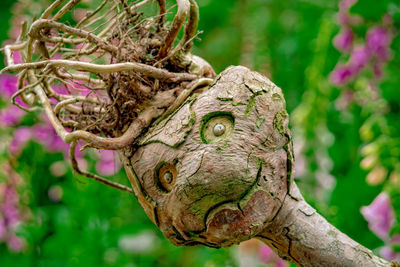 Close-up of a lizard on a tree