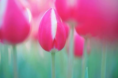 Close-up of pink crocus blooming outdoors