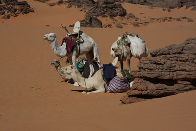 Camels on sand dune in desert