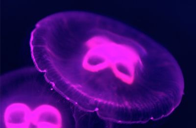 Close-up of jellyfish swimming in aquarium