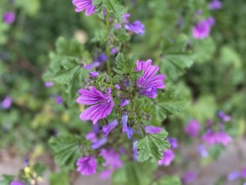 Close-up of purple flowering plant