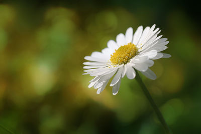 Close-up of white daisy flower