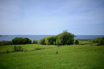 Scenic view of grassy field by sea against clear sky
