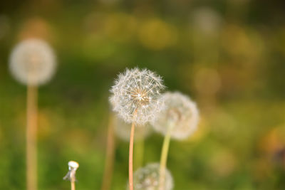 Close-up of dandelion against blurred background