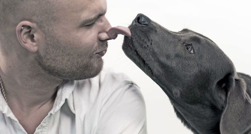 Close-up of black dog licking man nose against wall