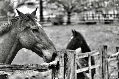 Close-up of horse in ranch