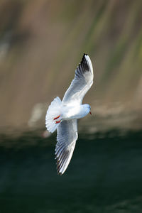 Seagull flying over sea