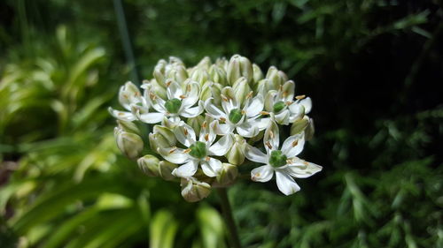 Close-up of white flowers blooming outdoors