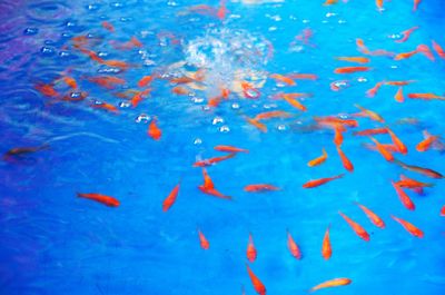 High angle view of koi carps swimming in water