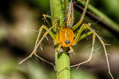 Close-up of spider on leaf