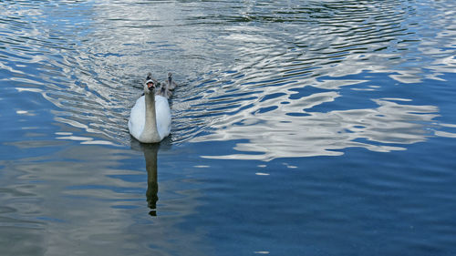 High angle view of swan family