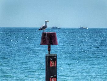 Seagull flying over sea