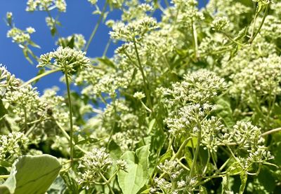 Close-up of flowering plants on field